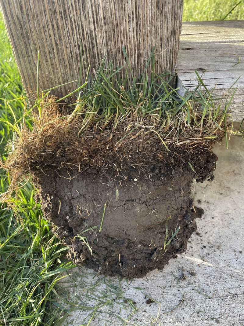 Less Thatch Buildup Over Winter