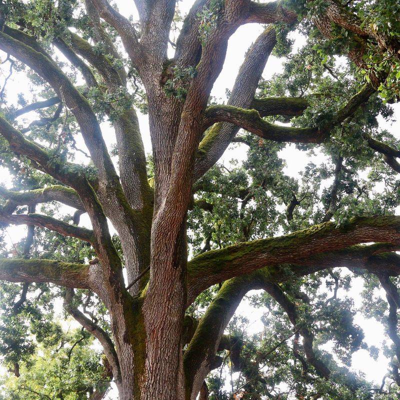 Strong Tree Health from Previous Years