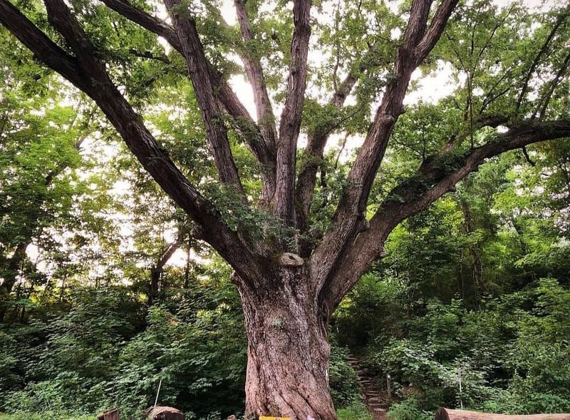 Abundant Sunshine During Summer