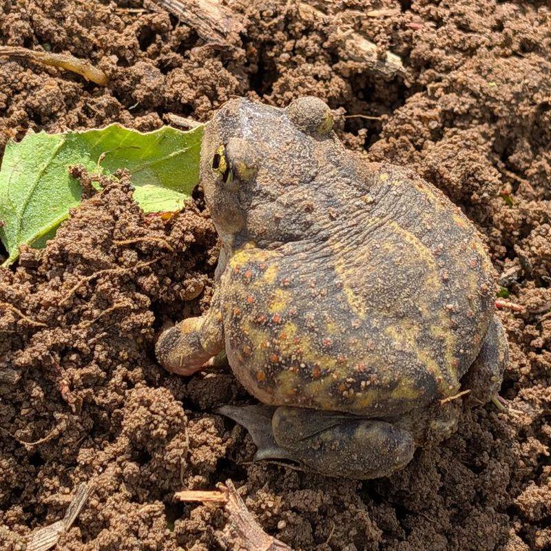 Healthy Soil Ecosystem