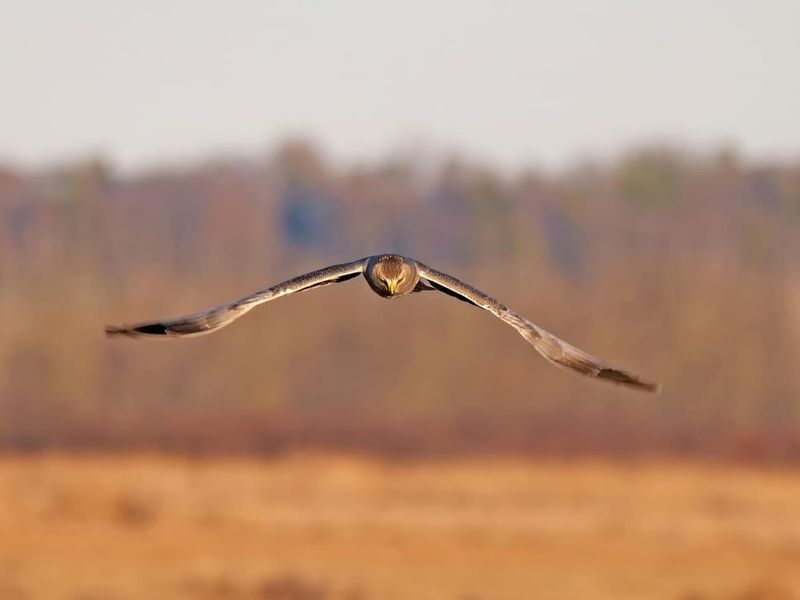 Wildlife And Birds Transporting Seeds