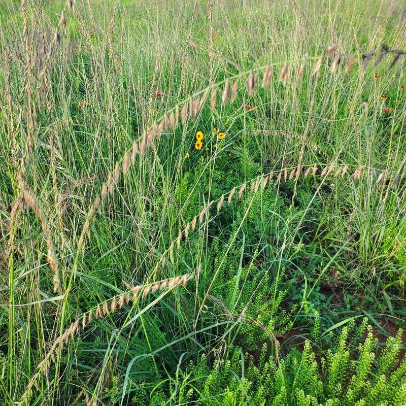 Natural Pest Resistance Eliminates Chemical Treatments