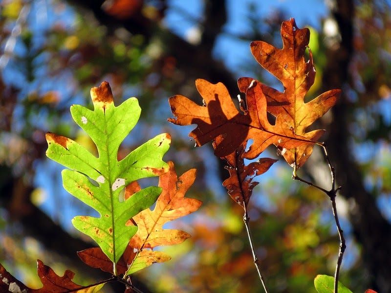 Multiple Oak Species Synchronizing