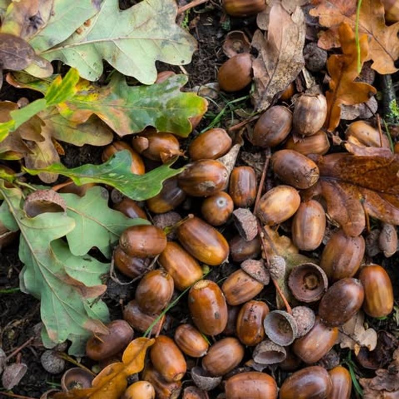 Multiple Oak Species Produced Simultaneously