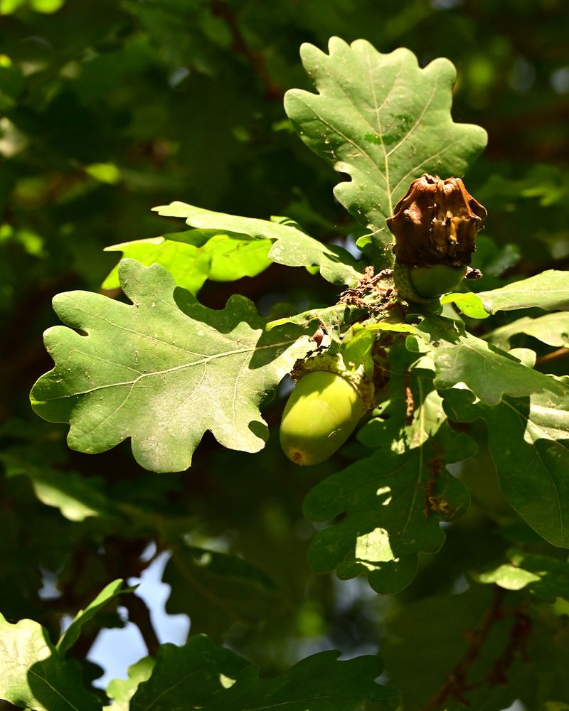 Trees Are Responding To Environmental Stress Signals