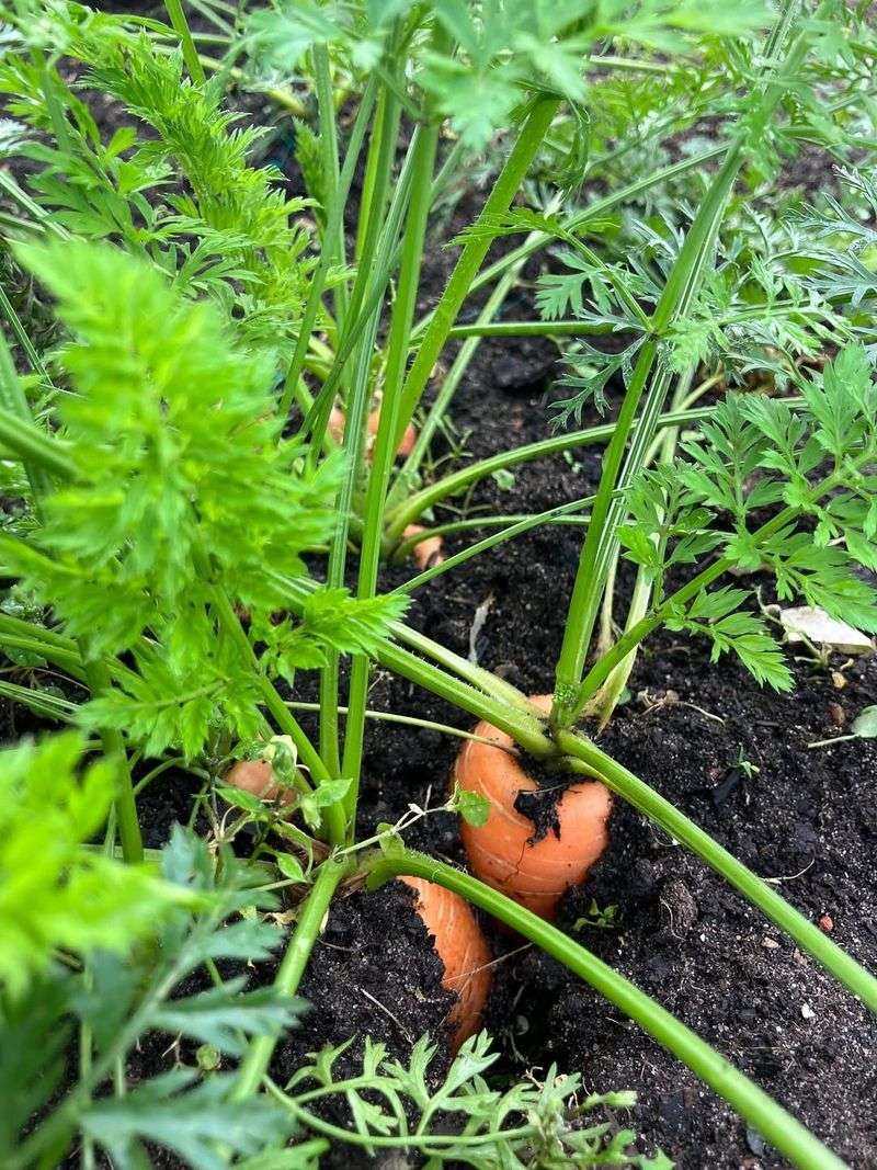 Optimal Soil Moisture Retention