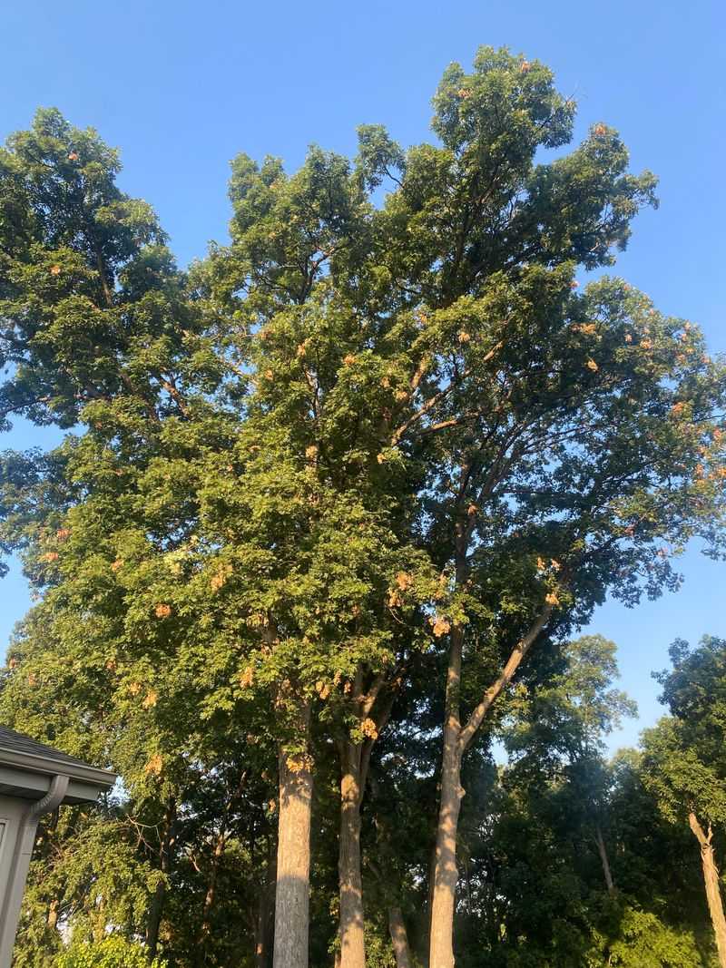 Tree Stress Response From Previous Drought