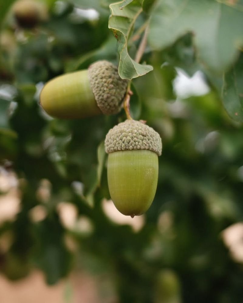 Climate Change Impact