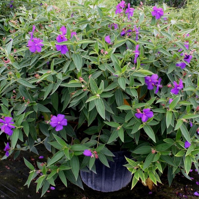 Maximizes Photosynthesis During Peak Sunlight Hours