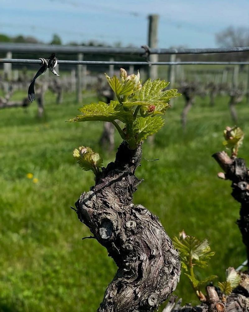 Disrupted Chill Hours