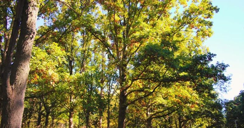 Climate Pattern Synchronization