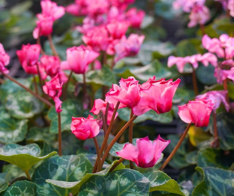 Artificial Light Interference Gets Eliminated