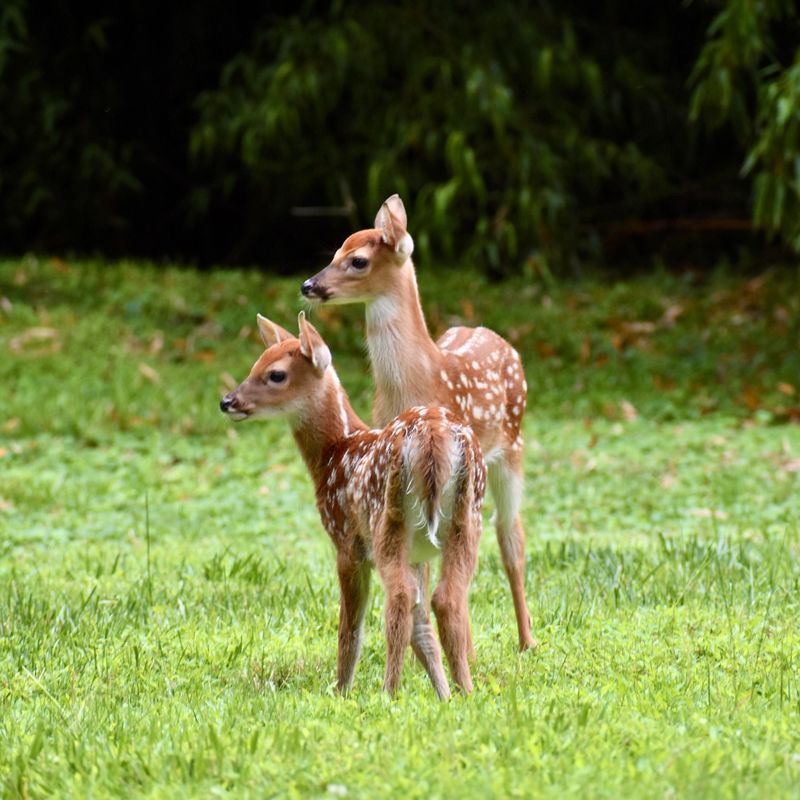 Protects Garden And Landscape Investments