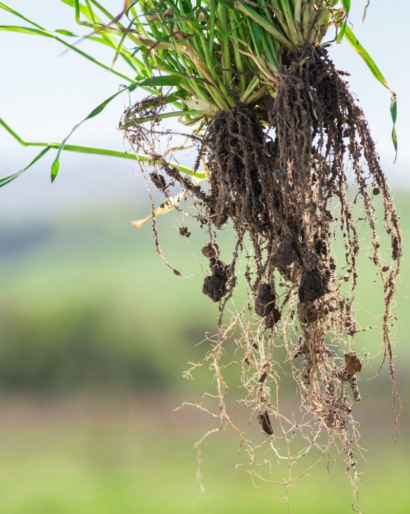 Encourages Deeper Root Growth