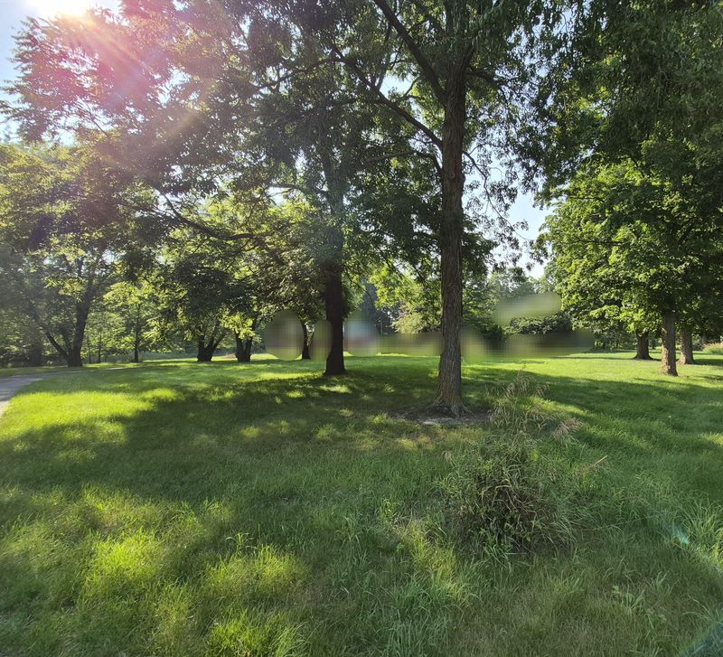 Allows More Sunlight To Reach The Crown