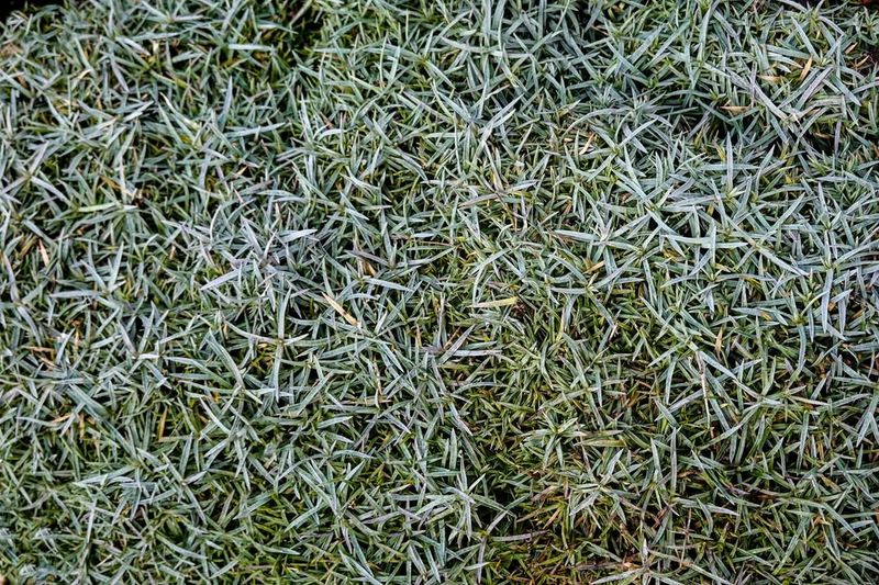 Allows Better Sunlight Penetration