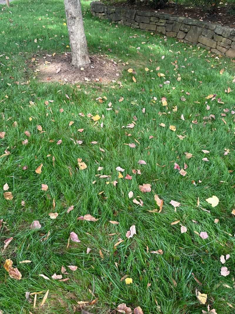 Allows More Sunlight To Reach The Crown