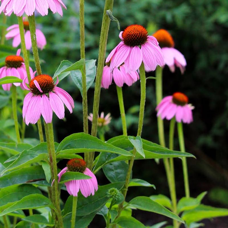 Encourages Even Moisture Distribution