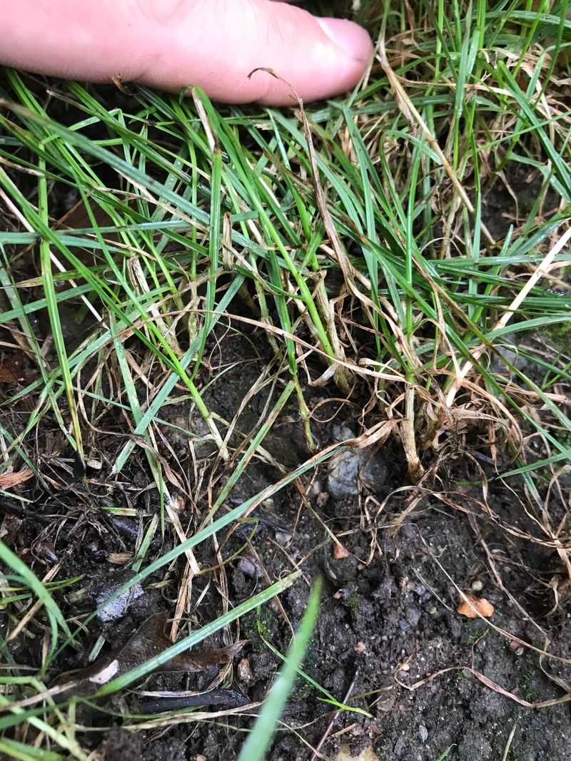 Encourages Stronger Root Development