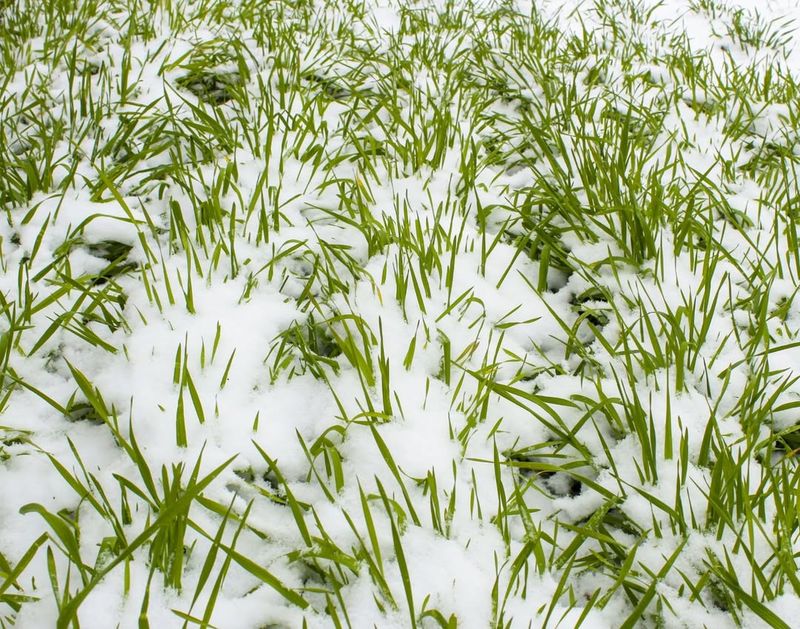 Prevents Soil Erosion During Winter Storms