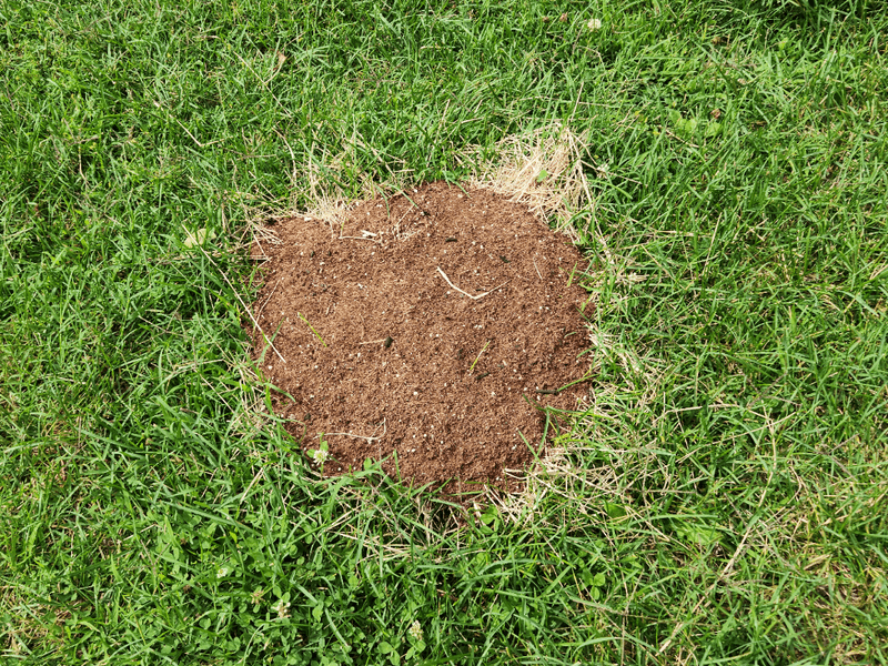 Deters Fire Ants From Building New Mounds