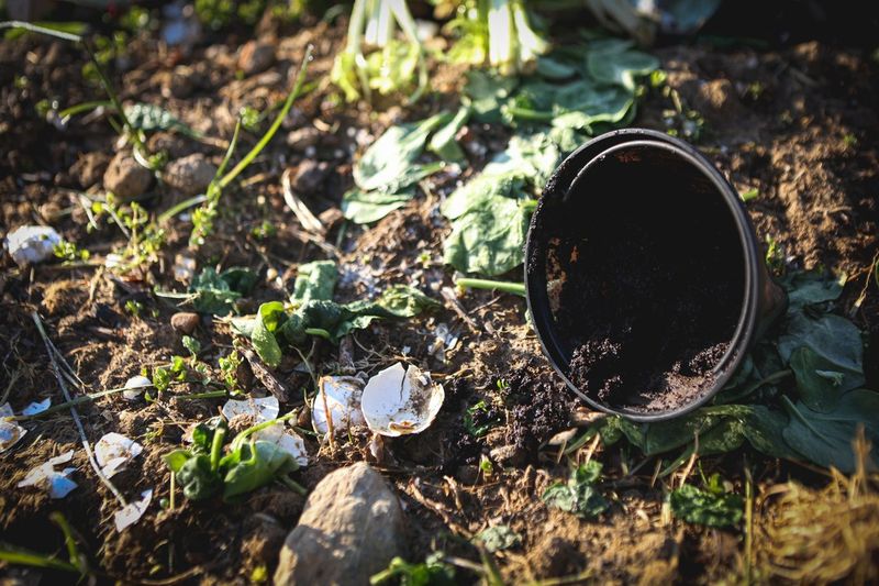 Speeds Up Compost Pile Decomposition