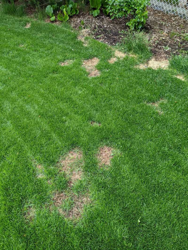 Neutralizing Pet Urine Spots