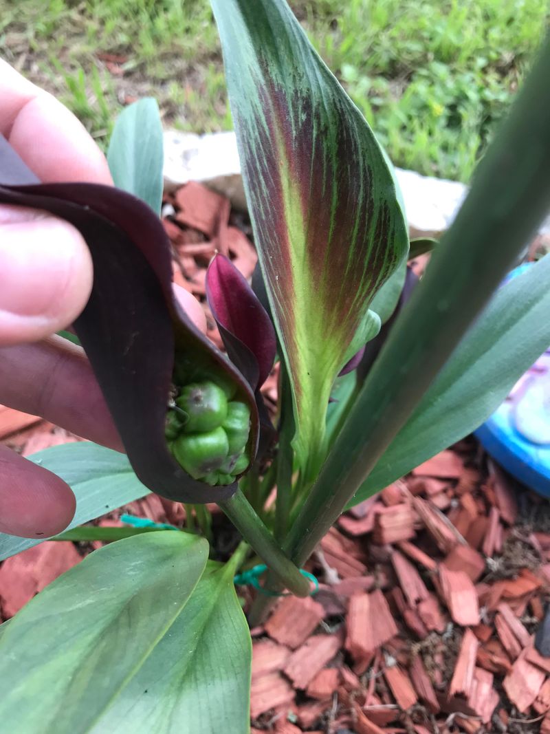 Cutting Back Foliage After It Yellows