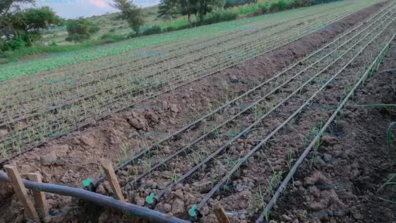 Install Low-Maintenance Drip Irrigation