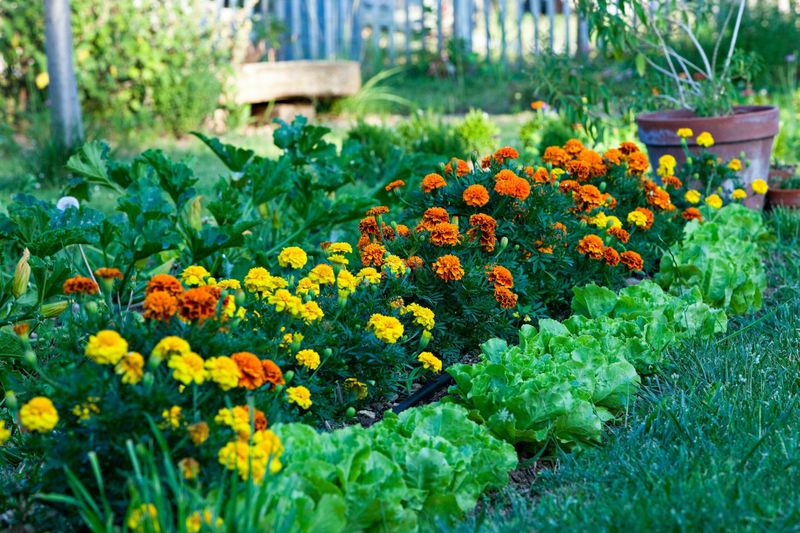 Deterring Unwanted Garden Pests