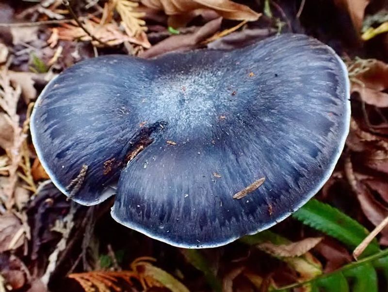 Identification Features Beyond Just The Blue Color