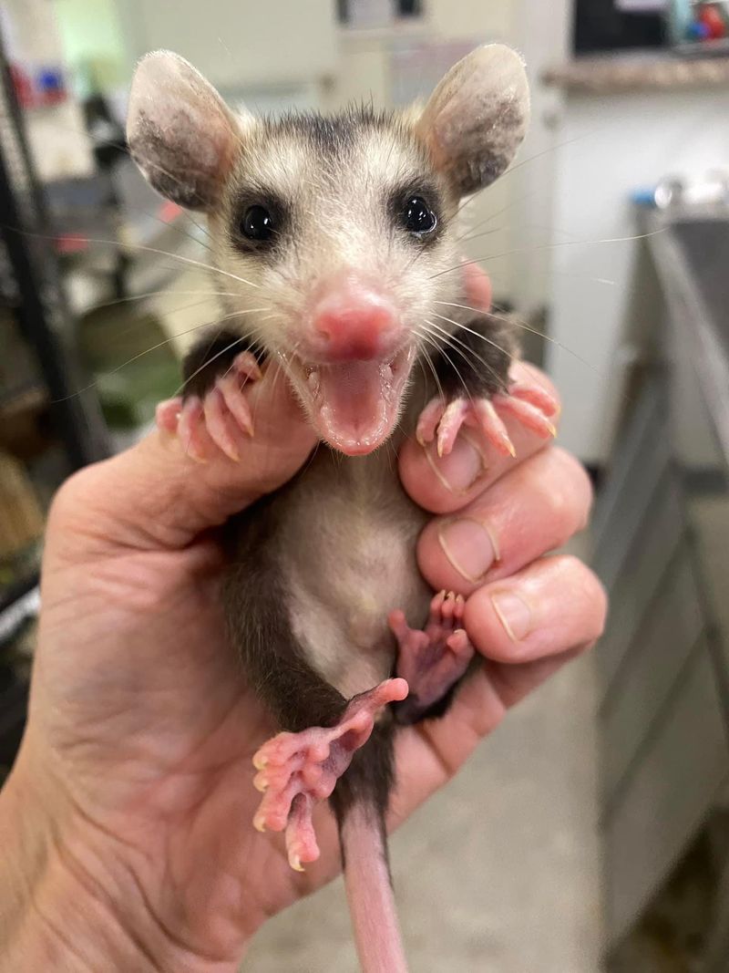 Bites Can Happen When Cornered