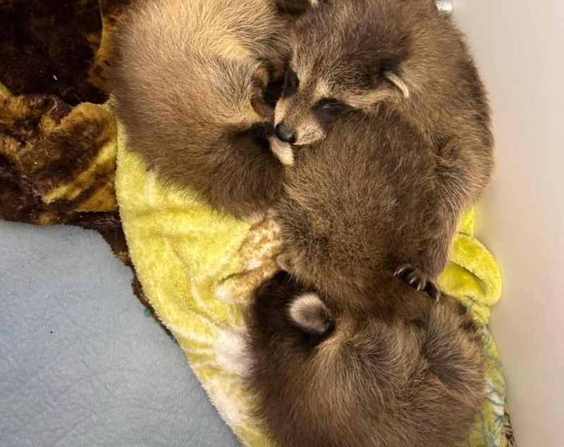 Baby Raccoons Need Special Consideration
