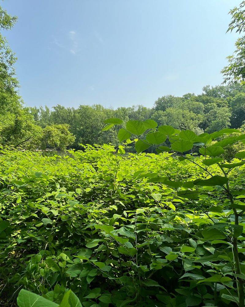 Legal Troubles May Follow If It Spreads Beyond Your Yard