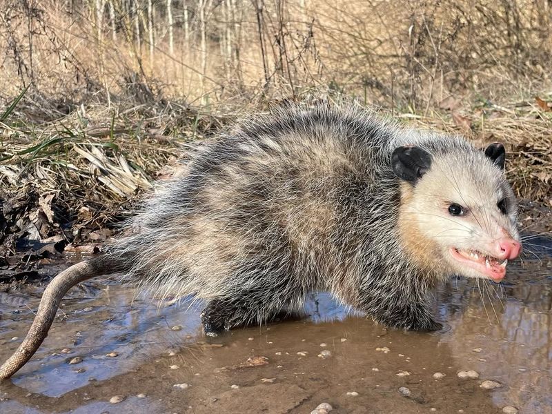 They're Nomadic And Won't Stay Long