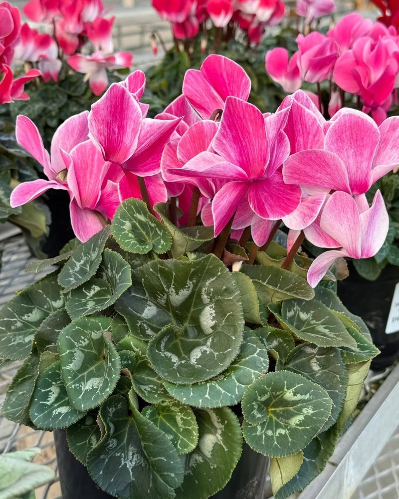 Feed Monthly With Diluted Fertilizer