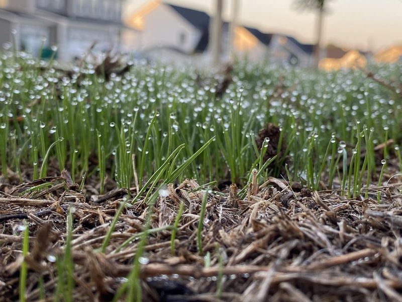 Avoid Mowing Frozen Or Frosted Grass