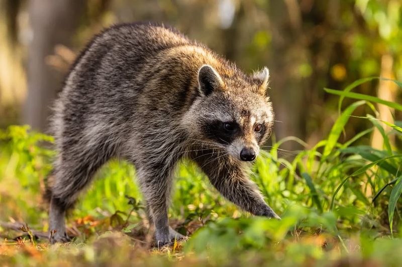 Document The Raccoon Activity