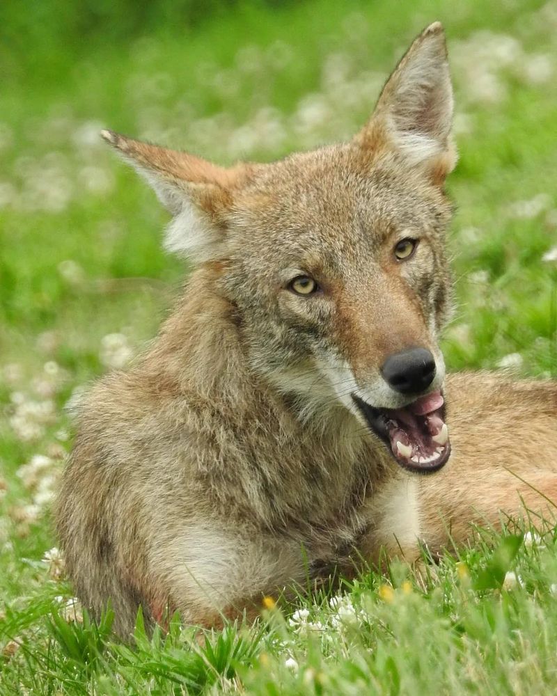 Never Approach Or Try To Feed The Coyote