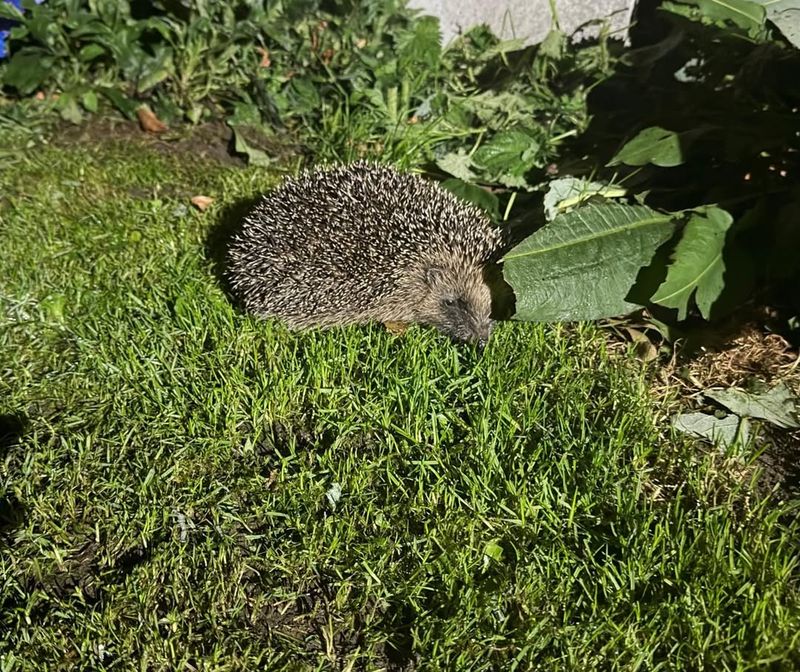 Avoid Using Pesticides And Chemicals