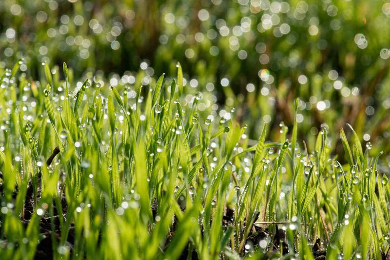 Avoid Mowing Wet Or Frosty Grass
