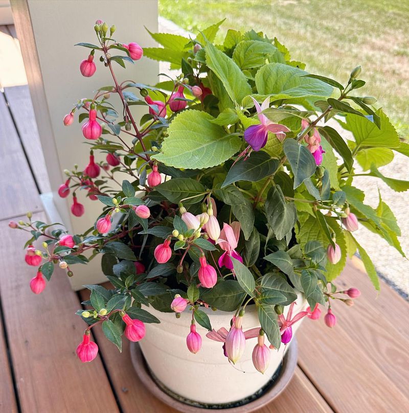 Use Rooting Hormone For Success