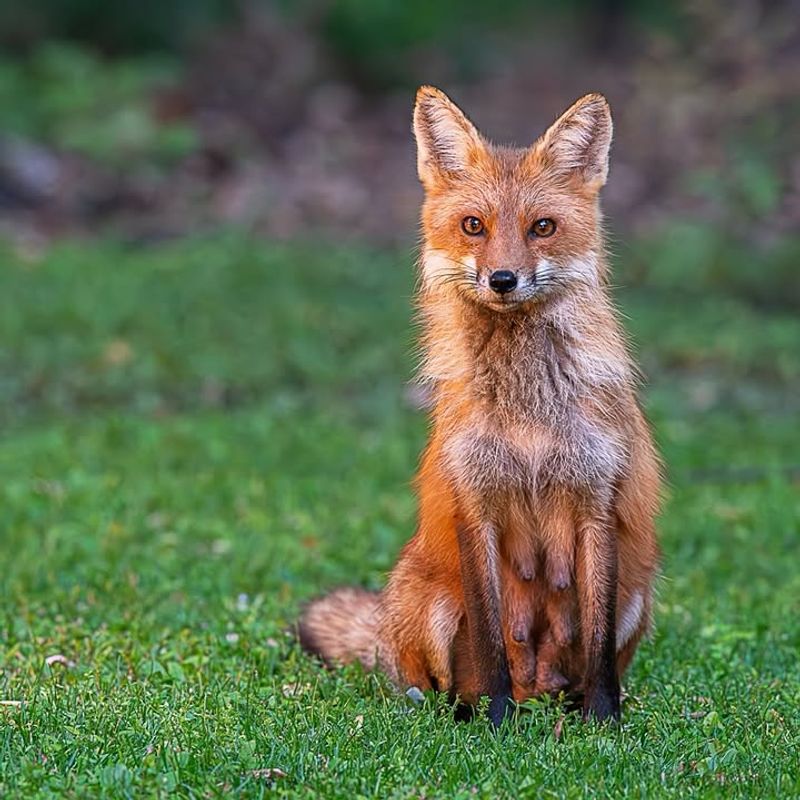 Secure Your Garbage Cans Properly