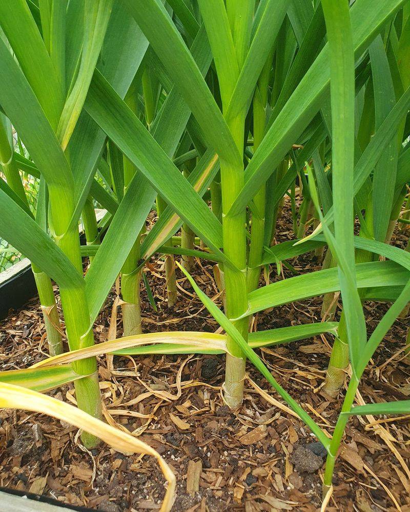 Stop Watering When Harvest Time Approaches
