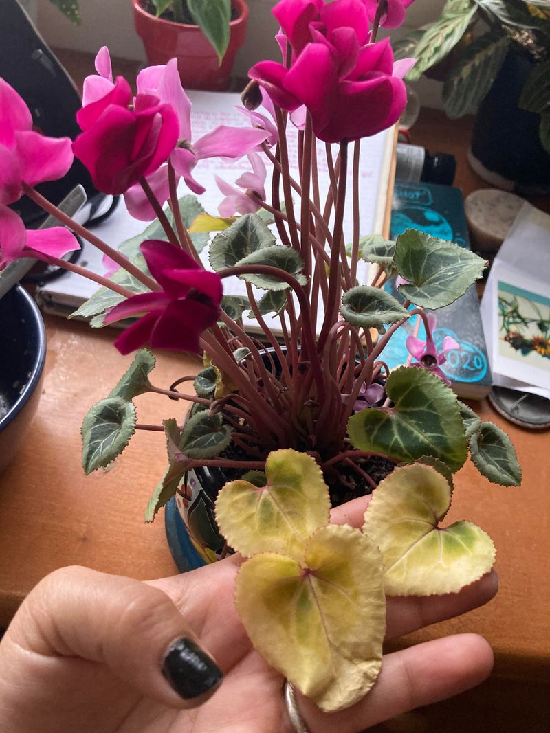 Watch For Yellowing Leaves