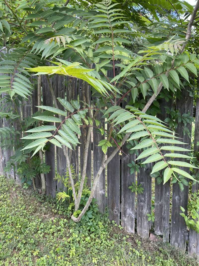 Virginia's Ecosystem Balance Gets Thrown Off Completely