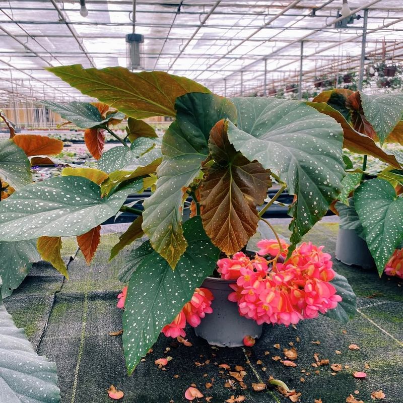 Fertilizing Monthly Strengthens Color Intensity