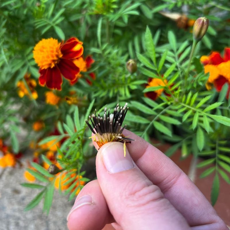 Pinch Just Below The Flower Head