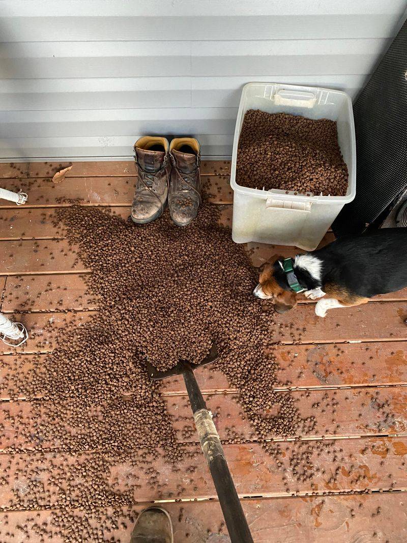 Leaving Pet Food Outside Attracts Coyotes