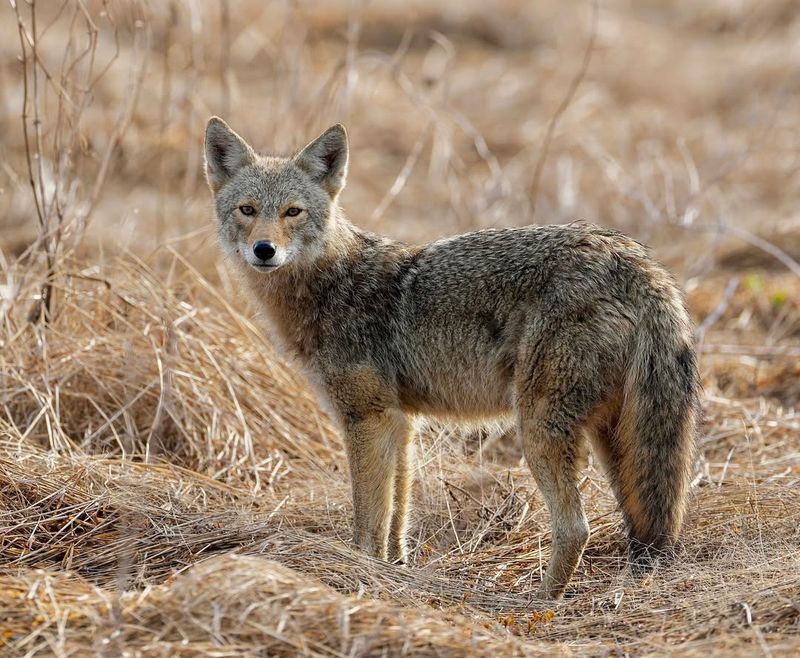 Educate Your Neighbors About Coyote Safety